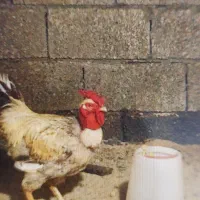 خروس گردن لختی معاوضه