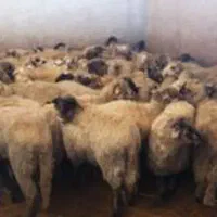دام سبک پی/دا شده