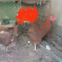 سه عدد مرغ تخم گذار|حیوانات مزرعه|آذرشهر, |دیوار