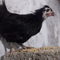 انواع جوجه مرغ و خروس گلین محلی امرکانا|حیوانات مزرعه|آمل, |دیوار