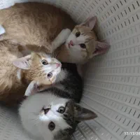 واگذاری بچه گربه سه ماهه رایگان