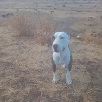 سگ بیت بول|سگ|سراب, |دیوار