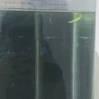 لابستر و آنجل|ماهی|تهران, پردیسان|دیوار