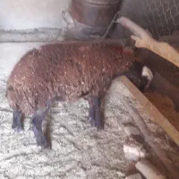 قوچ همو وبره نرهمووماده هترو|حیوانات مزرعه|قوچان, |دیوار