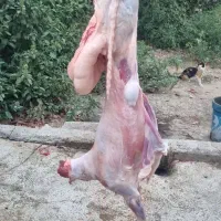 گوسفند وتکفروشی در کرج