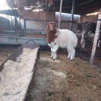 گوسفند بره بز گاو
