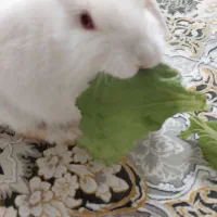 خرگوش|موش و خرگوش|قم, پردیسان|دیوار