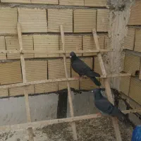 کبوتر گرفتنی