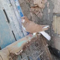 کبوتر|پرنده|نیشابور, فضل|دیوار