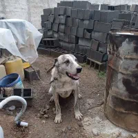 سگ نژاد افغان شش انگشت