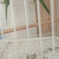 طوطی|پرنده|زهک, |دیوار