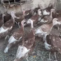 بوقلمون نر  بوربون قرمز|حیوانات مزرعه|امیدیه, |دیوار