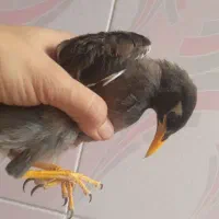 مینا|پرنده|کلاله, |دیوار