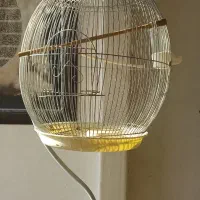 قفس طوطی و عروس هلندی