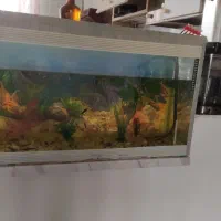 آکواریوم با ماهی
