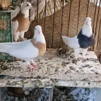 کبوتر طوقی  بدون غلطی و مهر