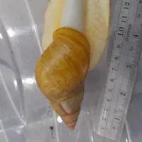 حلزون آلبینو،جهت فشیال وتراپی پوست،وعرضه خاویار