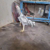 خروس لاری تاج میل|حیوانات مزرعه|محمدیه-قزوین, |دیوار