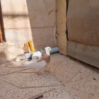 کبوتر|پرنده|اقبالیه, |دیوار