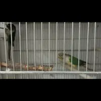 گرینچیک کارداده