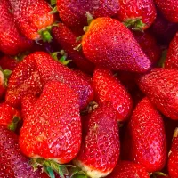 میوه به قیمت میدون بار