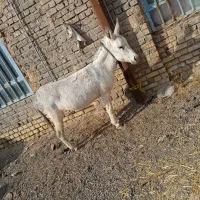 خر ماده|حیوانات مزرعه|پائین جام, |دیوار