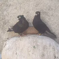 کبوتر زاغ صرب|پرنده|دوگنبدان, |دیوار