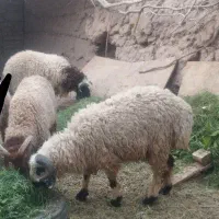 3راس بره نر چاق