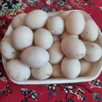 ۲۰ عدد تخم اوردک اسراعیلی