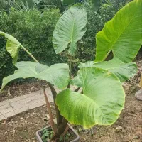 گل بابادم|گل و گیاه طبیعی|آمل, |دیوار