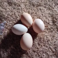 تخم مرغ لاری