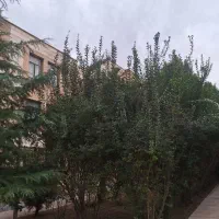 آپارتمان همکف 36 متری فاز 2 محله 4فازهشتگرد جدید|فروش آپارتمان|هشتگرد, فاز ۲ مهستان|دیوار