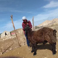 قوچ تخمی