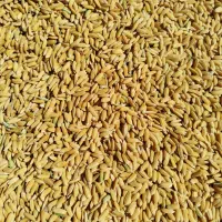 برنج کمفیروز|خوردنی و آشامیدنی|شیراز, اکبر آباد|دیوار
