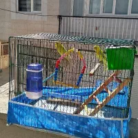 دو مرغ عشق بازی گوش