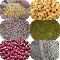 نخود ماش عدس لپه لوبیا و...