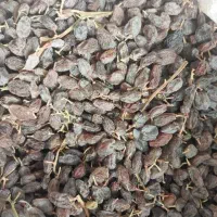 کشمش آفتابی بوانات
