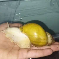 حلزون آچاتینا آلبینو