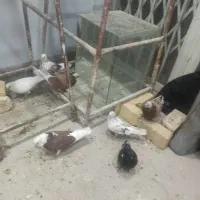 کفتر پرشی|پرنده|قم, باجک دو|دیوار