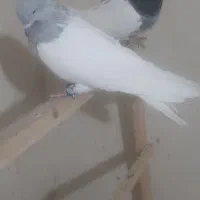 کفتر|پرنده|مرند, |دیوار