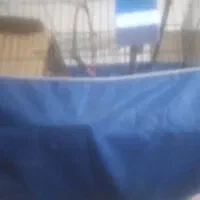 یک جفت عروس هلندی و یک جفت کوتوله|پرنده|بندرعباس, |دیوار