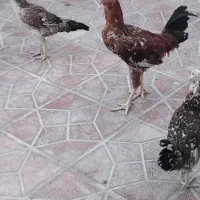 سه تا وارک ویه خروس لاری در ایلام|حیوانات مزرعه|سیوان, |دیوار