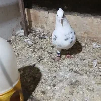 فقد پیام|پرنده|شادگان, |دیوار