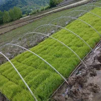 توم‌ نشای هاشمی