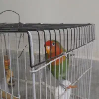 یک عدد طوطی برزیلی با قفس