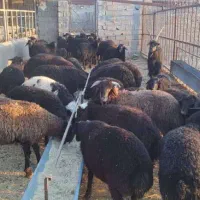 فروش ۴۰ راس بره محلی سام نژاد بومی دماوند|حیوانات مزرعه|دماوند, دماوند|دیوار