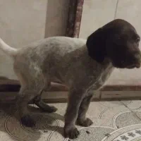 سگ پوینتر آلمانی|سگ|مینودشت, |دیوار