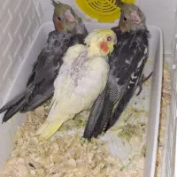 یک عدد عروس نر با پنج تا جوجه اش