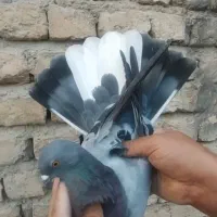 کبوتر پرشی|پرنده|آوج, |دیوار