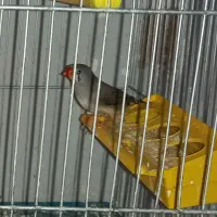 فنچ ماده|پرنده|کرمان, |دیوار